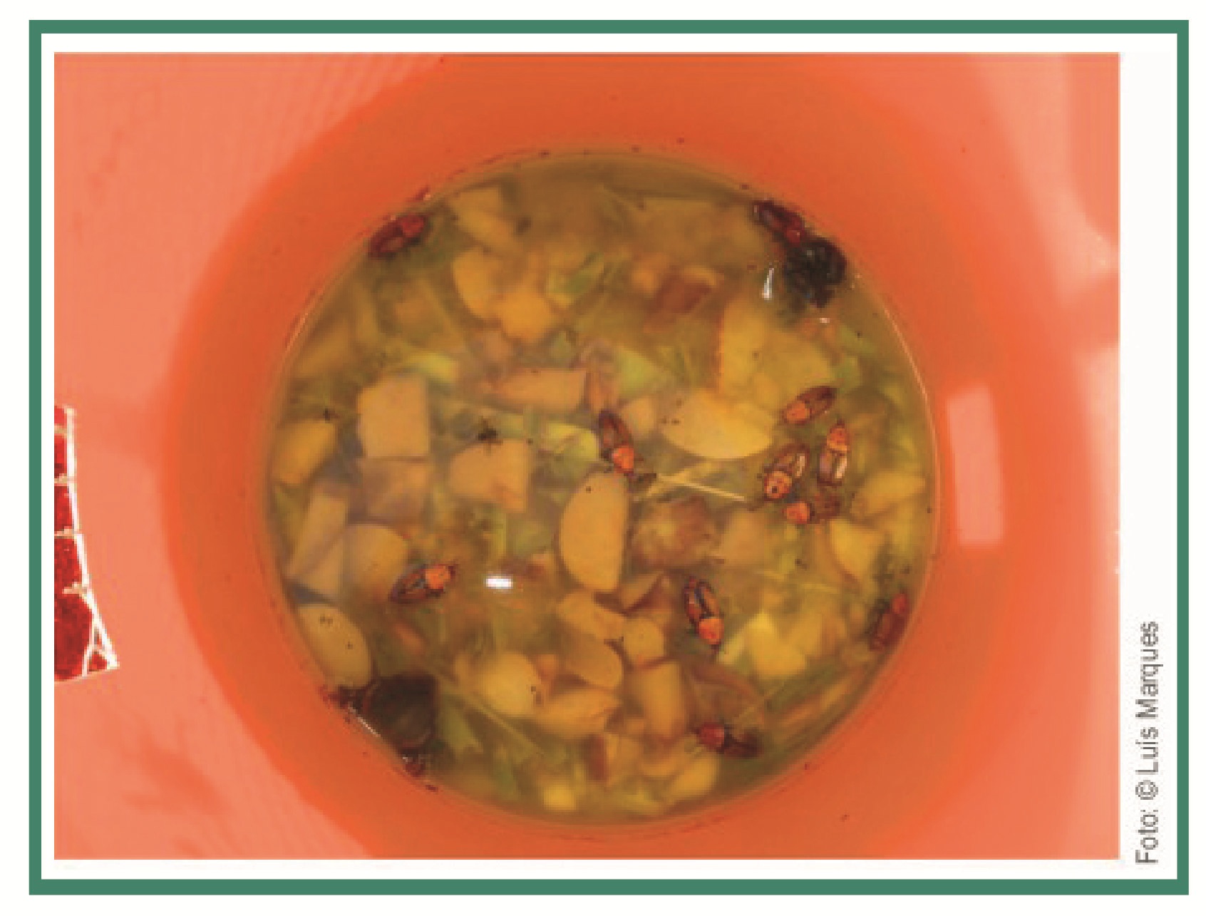 Atrayente alimenticio