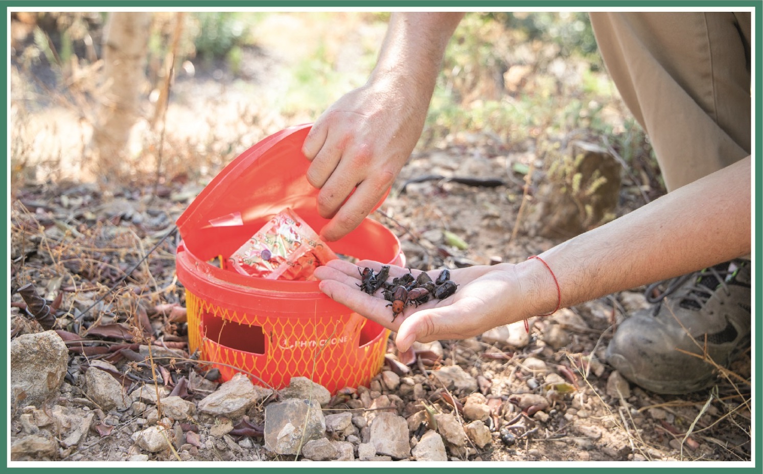 Rhynchophorus capturados