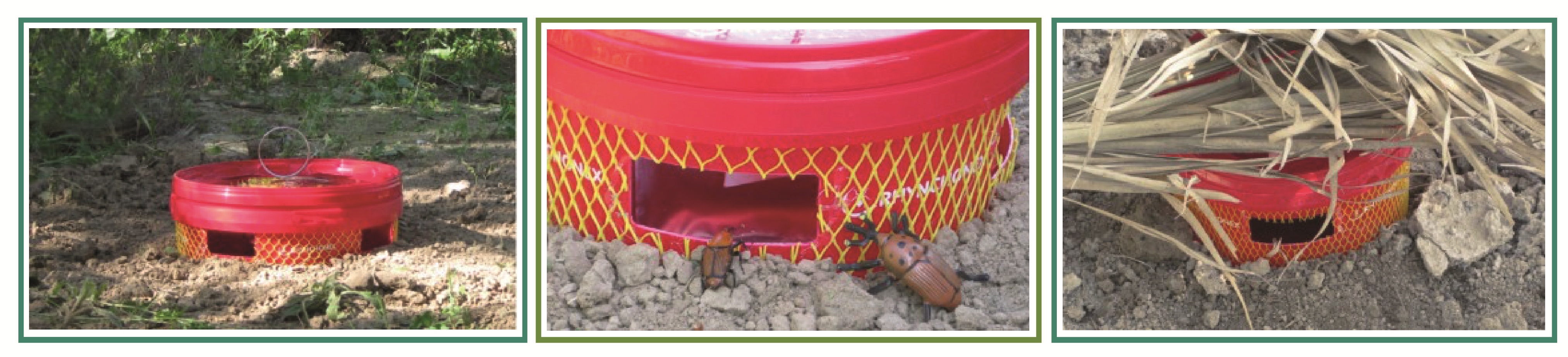 Trampa Rhynchonex enterrada 